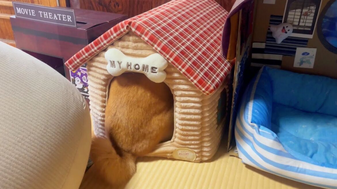 新しいお家のリフォームで忙しそうな柴犬　Shiba Inu busy renovating new room