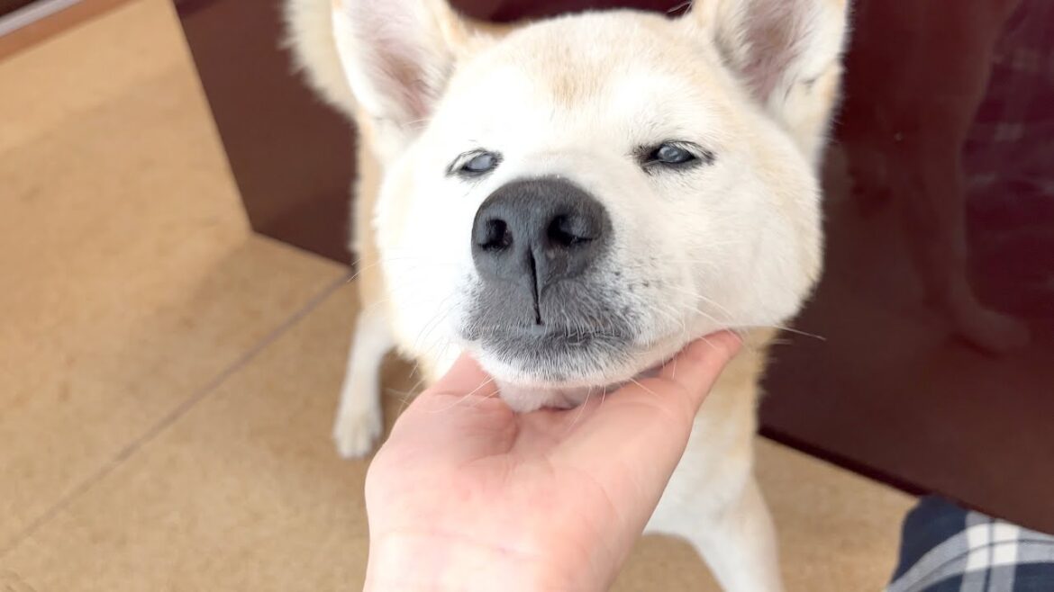 高齢になった最近の実家の柴犬飛鳥さんの様子です