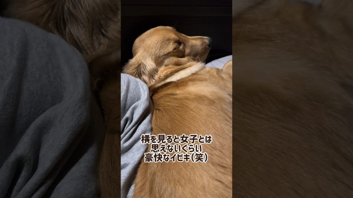 【疑問】ゴールデンレトリバーの女の子ってこんなに豪快なのでしょうか? 【疑問】ゴールデンレトリバーの女の子ってこんなに豪快なのでしょうか?