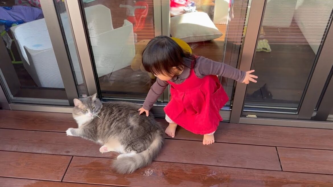 触られて幼児を笑顔にする猫　ノルウェージャン　ラガマフィンA cat that makes children smile. Norwegian Forest Cat. Ragamuffin.
