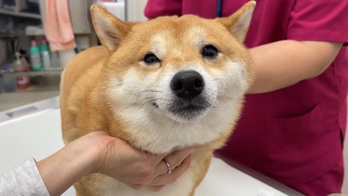 散歩の途中大変なことになってしまった豆柴を急遽病院に連れて行きました...