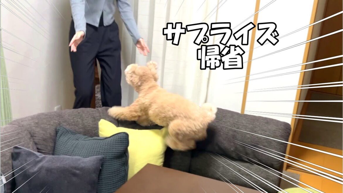 急にお姉ちゃんが帰省した時の大きいトイプードルの反応が可愛すぎた 【デカプー】【トイプードルのロアくん】【toy poodle】
