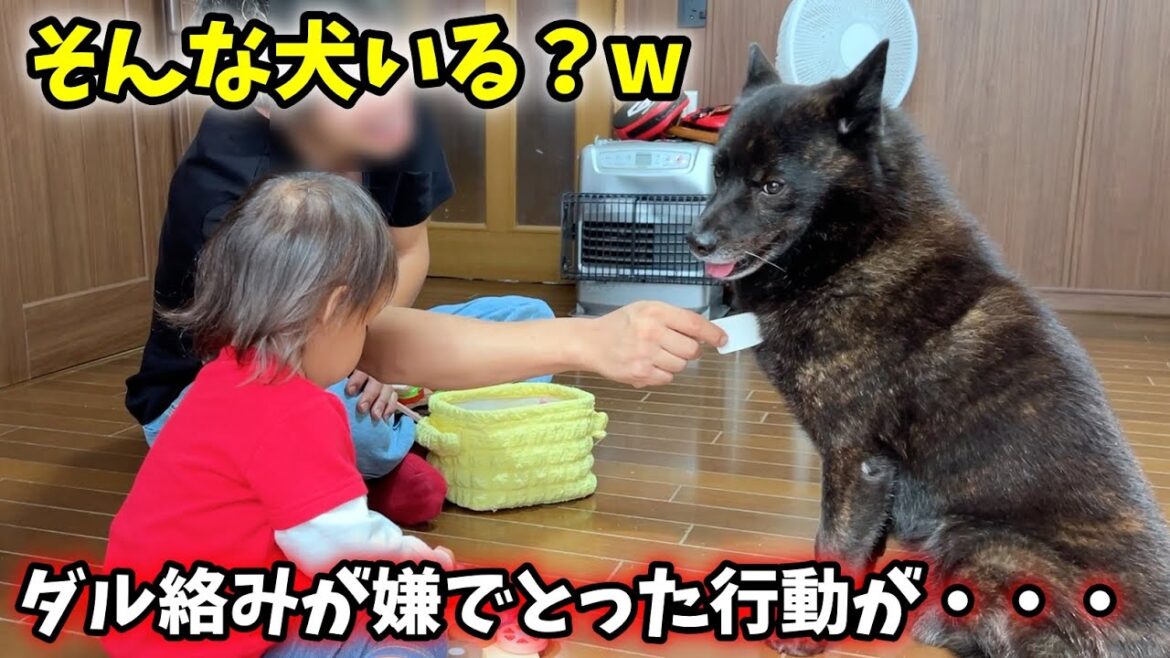 【甲斐犬】飼い主のダル絡みが鬱陶しくて、まさかの行動に・・・