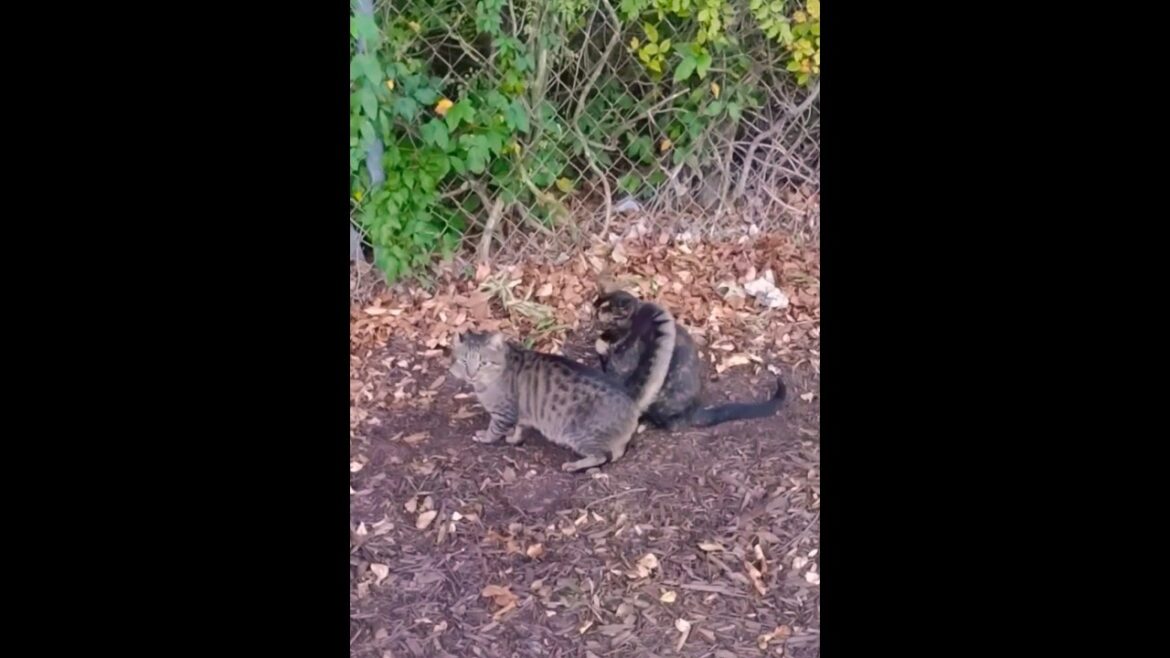 “Bengal Cats Tortie Friend” Gave Him a Slap ๐ฒ #shorts "Bengal Cats Tortie Friend" Gave Him a Slap ๐ฒ #shorts