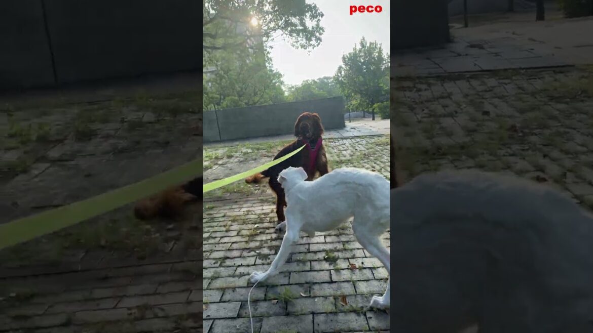 ワンボクシング VS ボルゾイパピー  #shorts （peco）　アイリッシュセター（アイリッシュセッター） Irish Setor（Irish Setter）