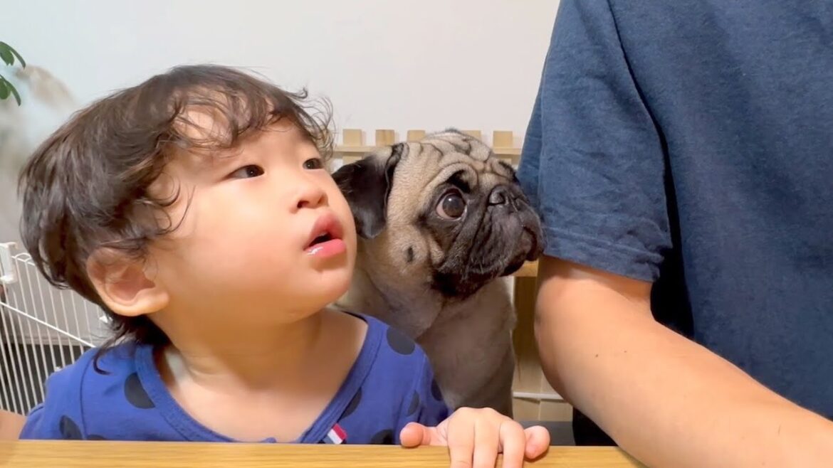 【食欲の秋】ぶどうに夢中な弟を見守る兄【パグ3歳】