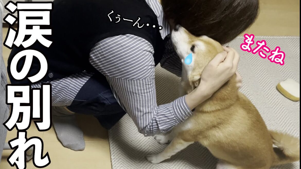 大好きなばあちゃんとの別れが嫌で柴犬が泣き出してしまいました…