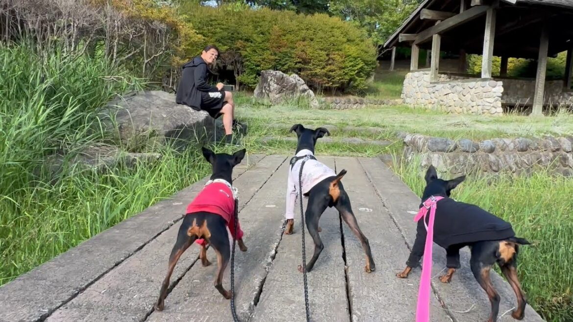 一か月間会えなかった飼い主がお散歩中に突然現れたら...？