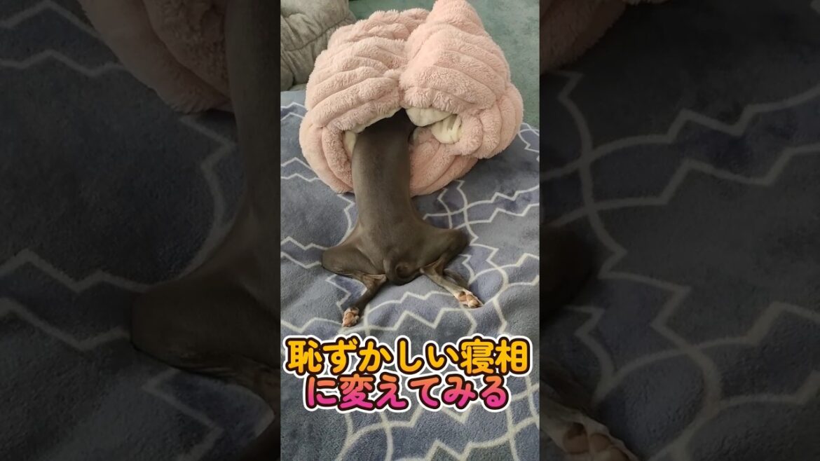 イタグレの可愛い寝相を恥ずかしい寝相に一瞬で変える