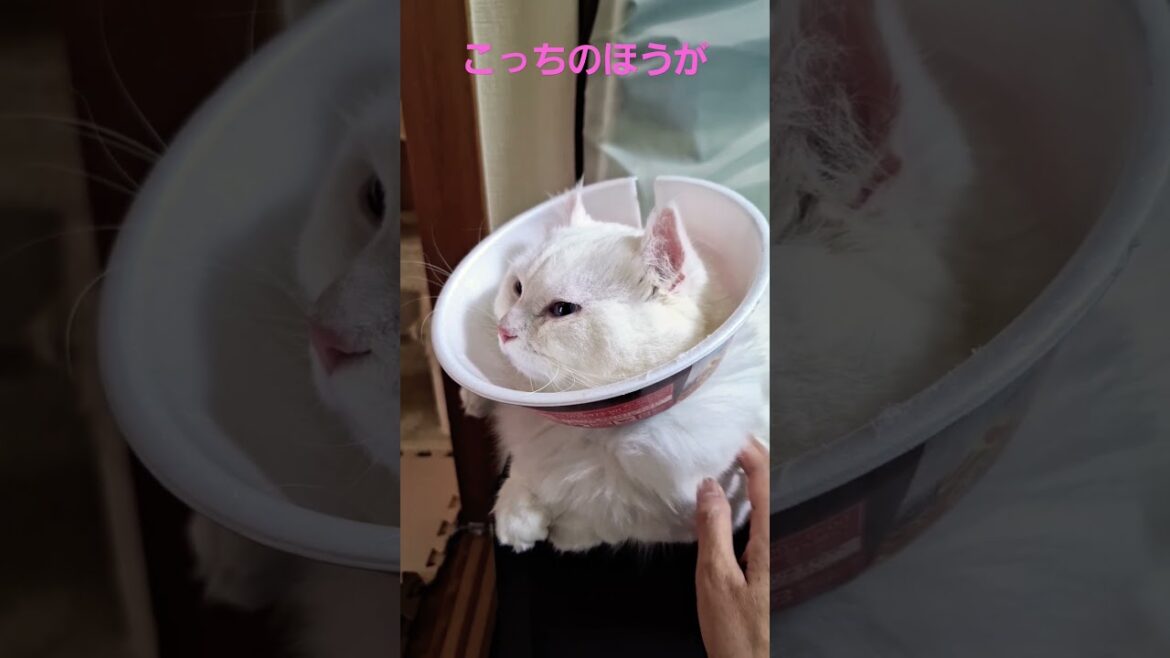 【オッドアイ幸せを呼ぶ猫】カップ麺になったラビちゃん2#猫#cat#白猫#キンカロー#shorts