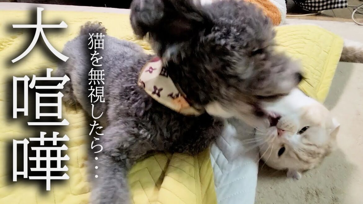 かまってモードの猫を犬が無視した結果がこちら...