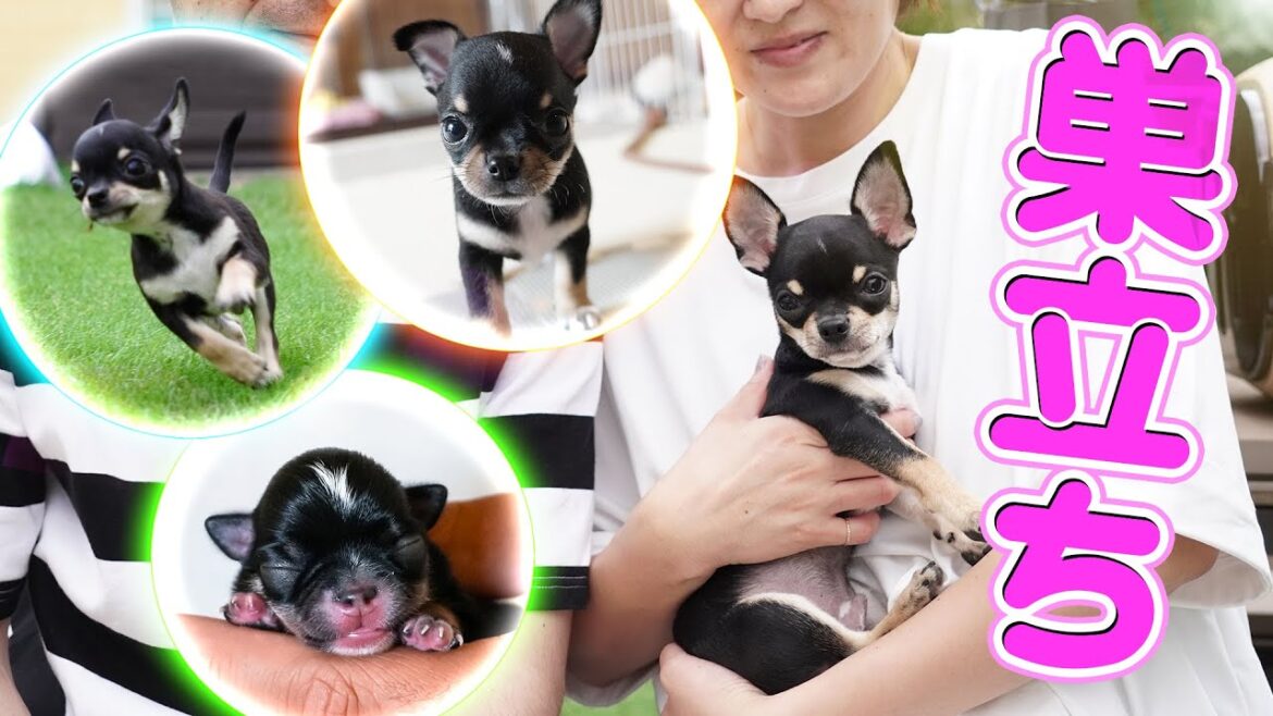仔犬の巣立ちと ちょっとしたお願い