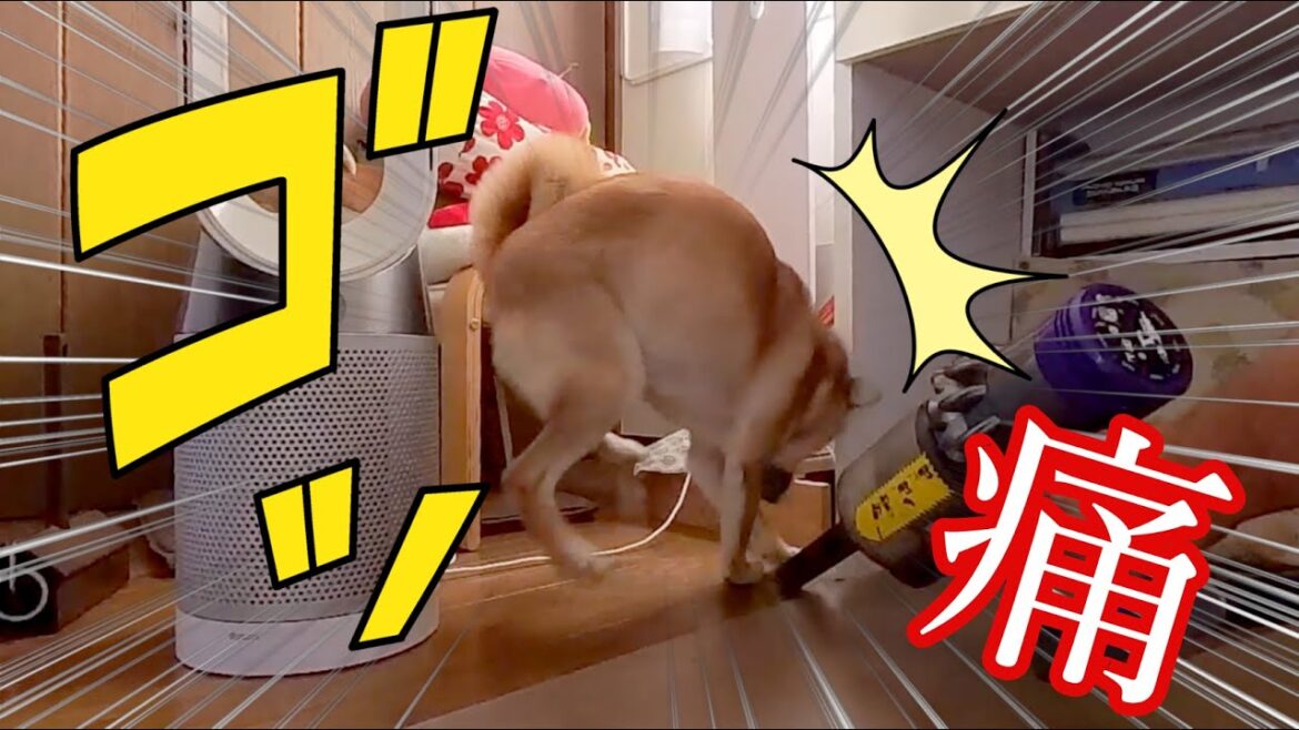 【柴犬小夏】頭を強打してテンションガタ落ちな柴犬　後編、防災食紹介　She hit her head hard and the tension dropped.
