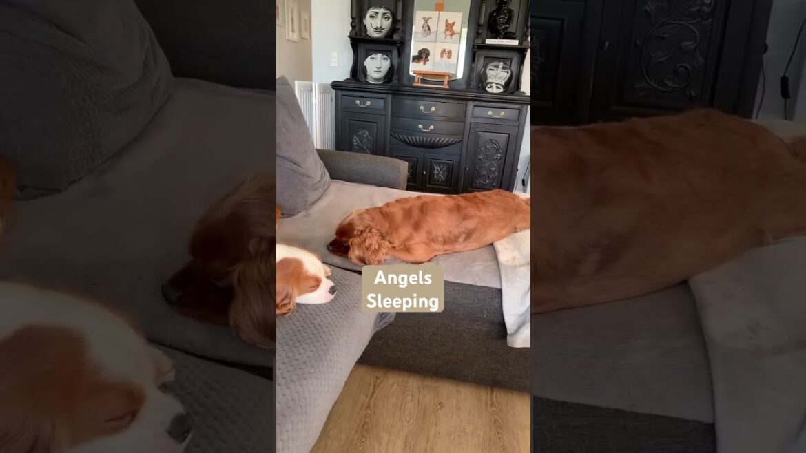 Dogs Sleeping Like Angels #Shorts #puppylove #sleepingdogs