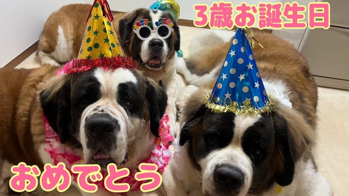 【セントバーナード】とと君・ららちゃん3歳happy  Birthday　ららちゃんの帽子被り早業や、ももちゃんの眼鏡姿に大爆笑しました。ケーキのレシピ付き