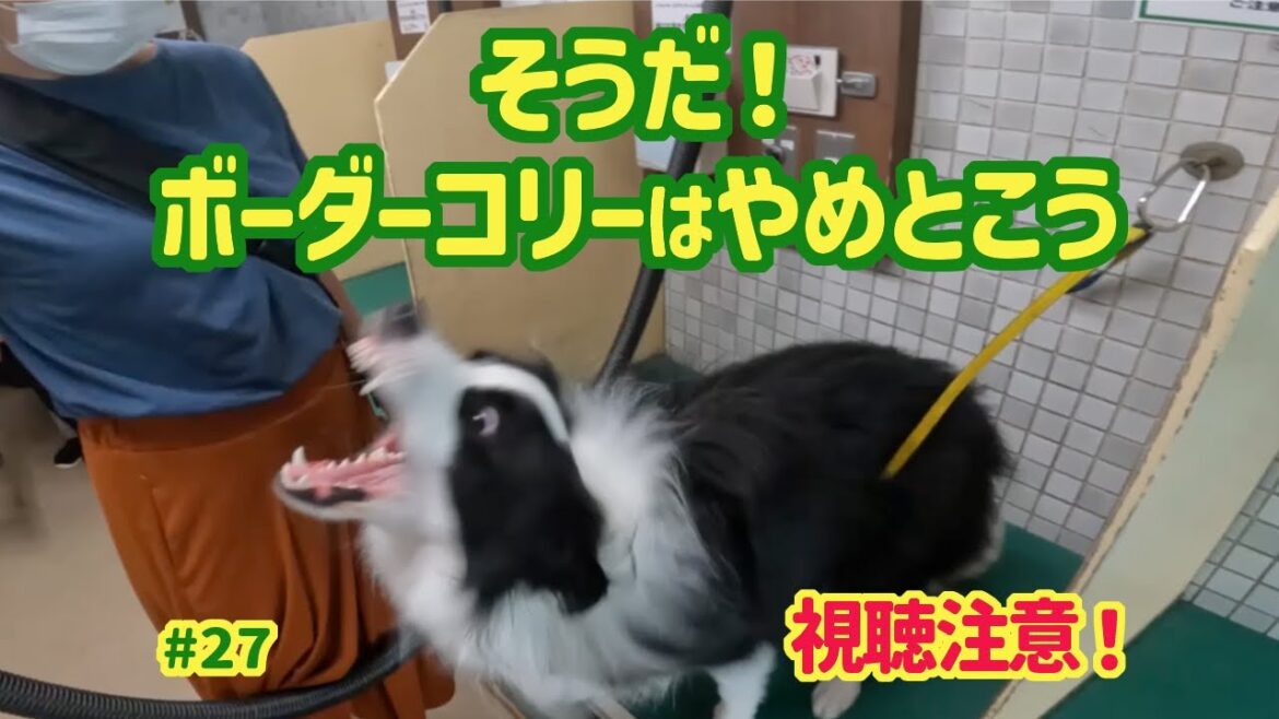【視聴注意！】ボーダーコリーを飼うのはやめたくなる動画#衝撃映像#犬のいる暮らし