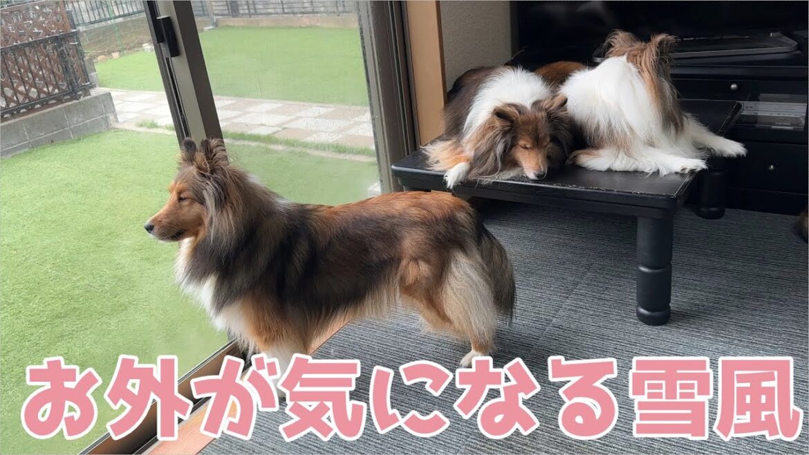 【シェルティ】お外が気になる雪風【観察】