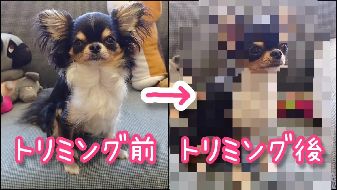 【トリミング】サマーカットではないけれど超スッキリしたロングコートチワワ！