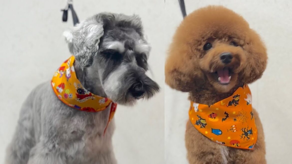 イメチェンとマイナーチェンジをするミニチュアシュナウザーとトイプードル✂︎（ノアくん）（ルイくん）