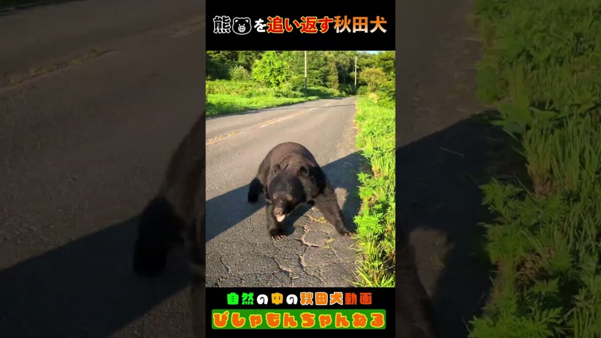 「熊を追い返す秋田犬」 #shorts