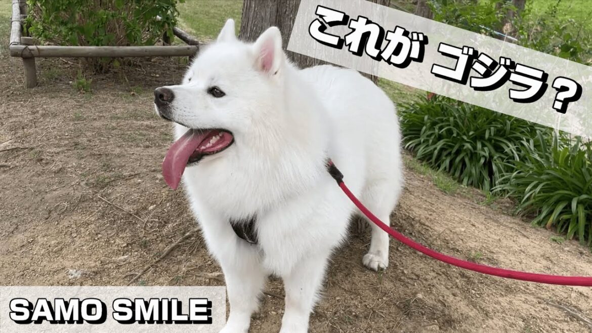 【じぃちゃんサモエド】ゴジラ再び！　グルテンがニジゲンノモリに。