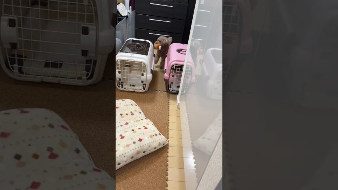 自分で入ったのに可愛すぎｗ #shorts  #dog #トイプードル #犬