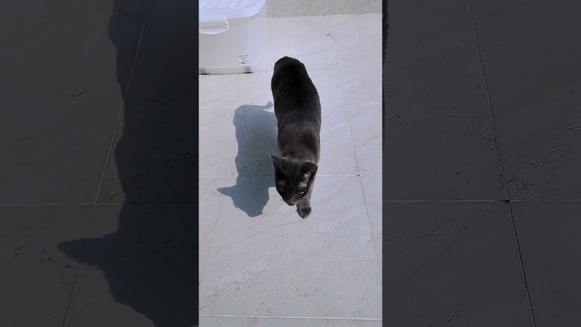 かくれんぼ天才猫 #shorts