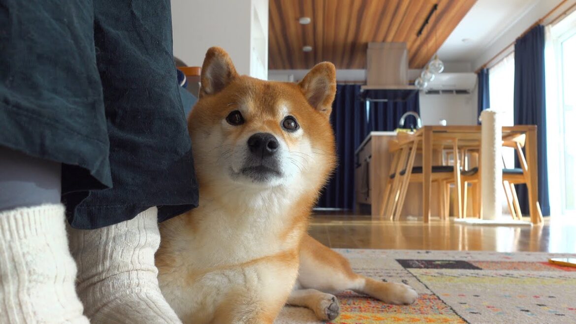 柴犬ハチに唐突に魔法の言葉を唱えたら可愛すぎる結果に。。