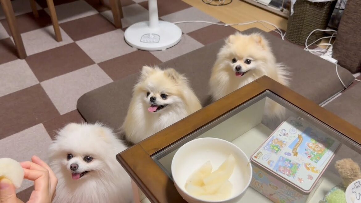 梨が食べたいポメラニアンは縦列に並んでアピールしちゃいます