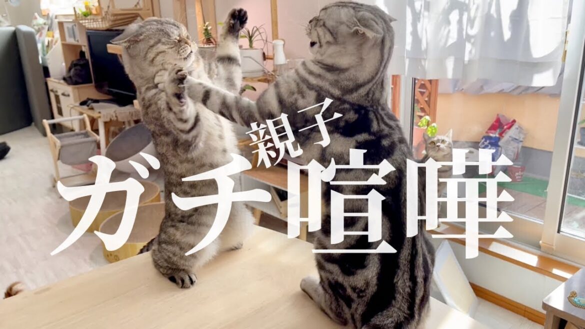 ママから理不尽に怒られてクロくんが遂に怒った! #猫 #マンチカン #shorts ママから理不尽に怒られてクロくんが遂に怒った! #猫 #マンチカン #shorts