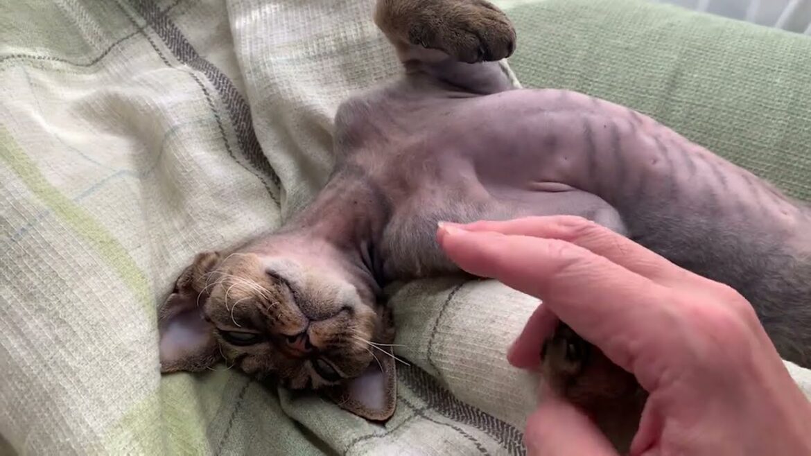 デボンレックス子猫に触り放題のお昼寝タイムです(Devon Rex kitten taking a nap is so cute) デボンレックス子猫に触り放題のお昼寝タイムです(Devon Rex kitten taking a nap is so cute)
