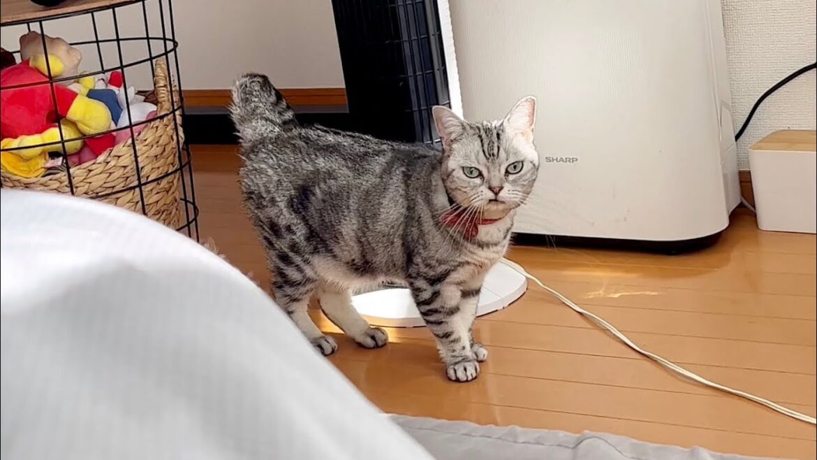 『ドア開けてくださる！？』アメリカンショートヘアのあいちゃんのかわいい鳴き声 #猫 #アメリカンショートヘア