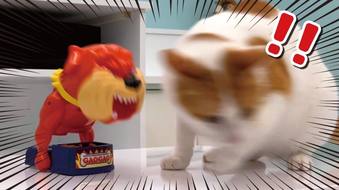 【爆笑】意地でも猛犬のご飯を盗もうとする先住猫の根性が凄すぎる件【関西弁でしゃべる猫】【猫アテレコ】