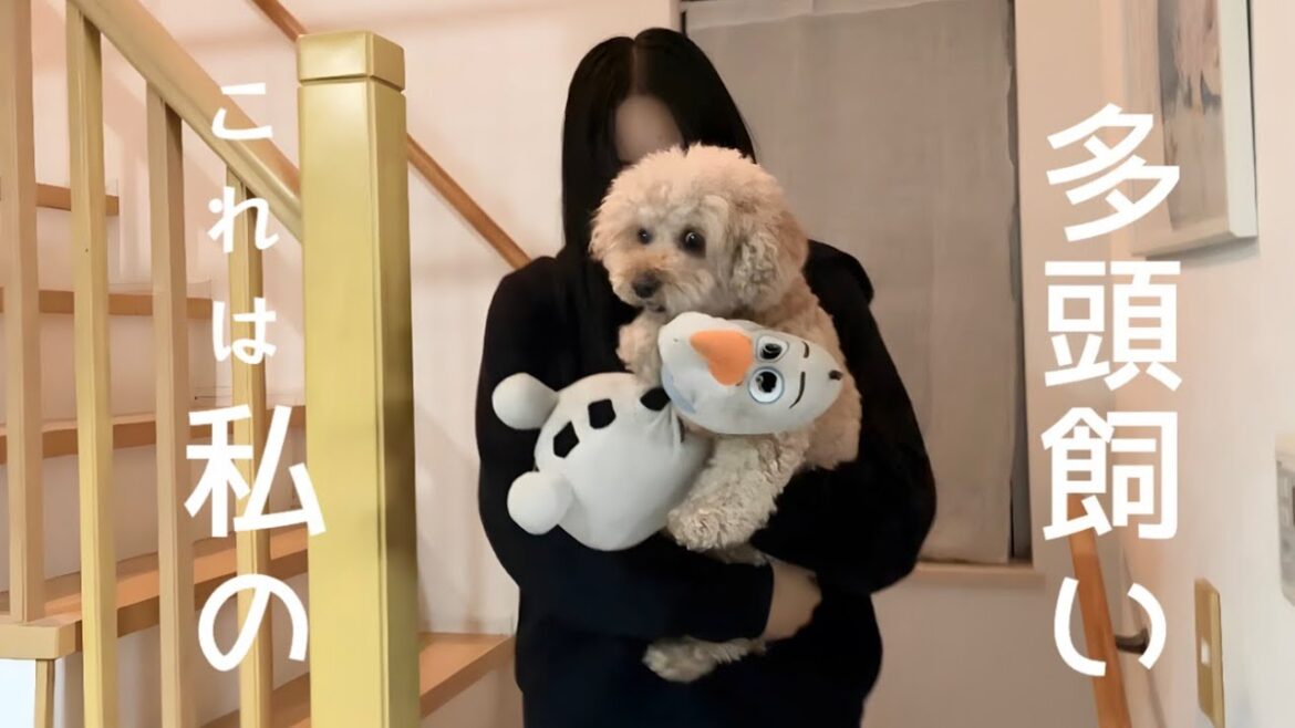 【多頭飼いあるある】同じおもちゃで遊びたがり、最終的にはこうなりますww