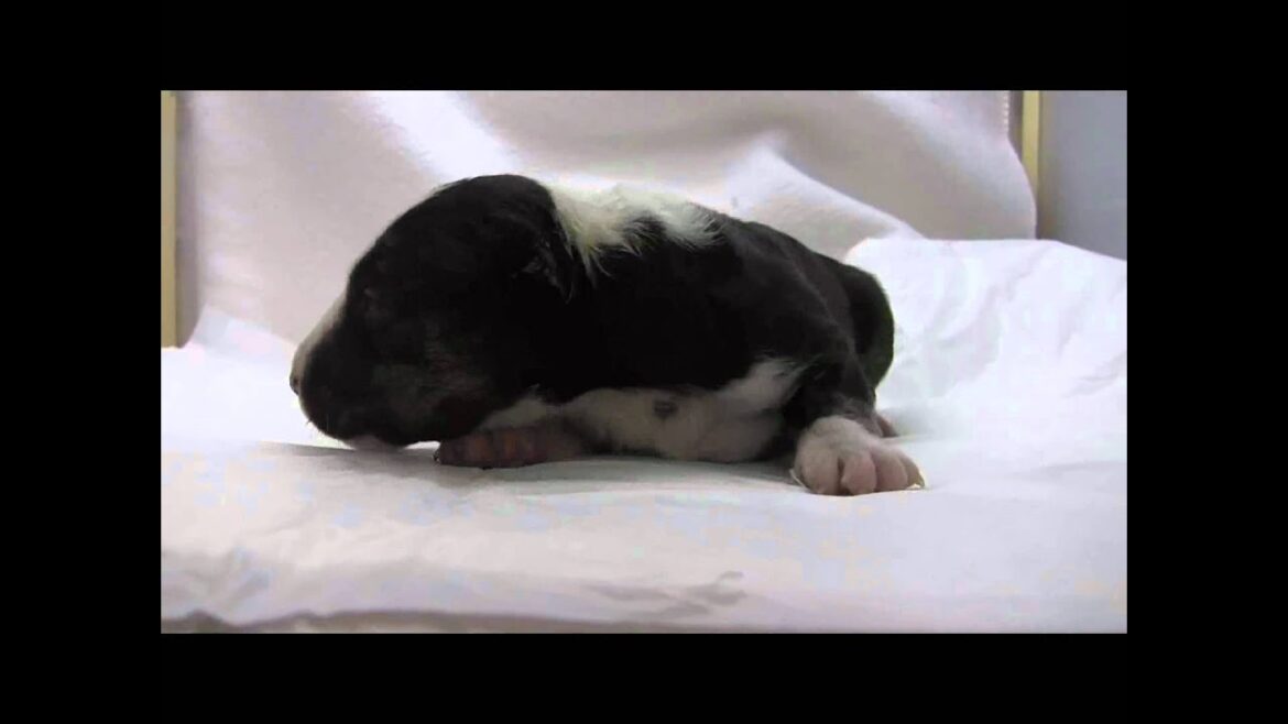 ミニチュアブルテリアの子犬07