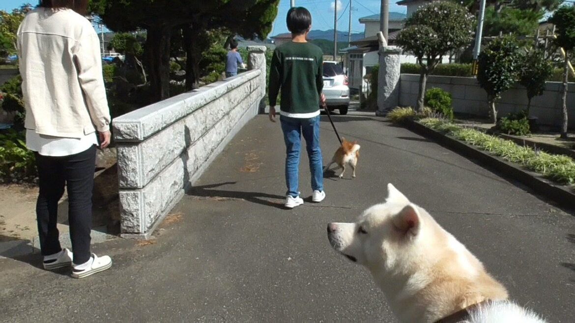 【秋田犬ゆうき】小さなお姉ちゃんとお別れと思っていたらお兄ちゃんたちも帰ってしまい寂しくなる【akita dog】