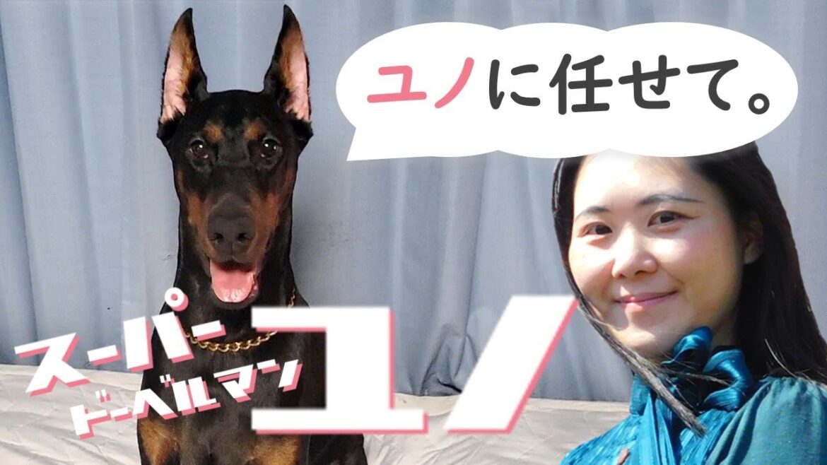 【動物と話す】ごさくLIVE第108回スーパードーベルマンユノ「ユノに任せて。」ユノちゃん