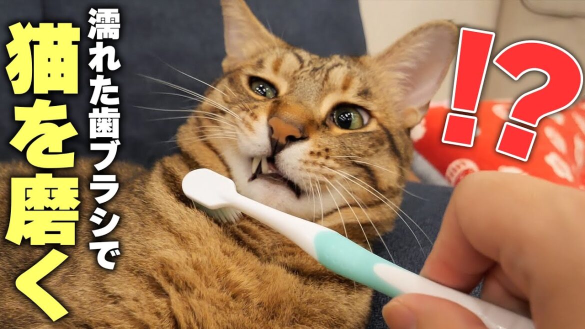 濡れた歯ブラシで猫が磨かれると不思議なことが起こるらしい…【困惑の極み】