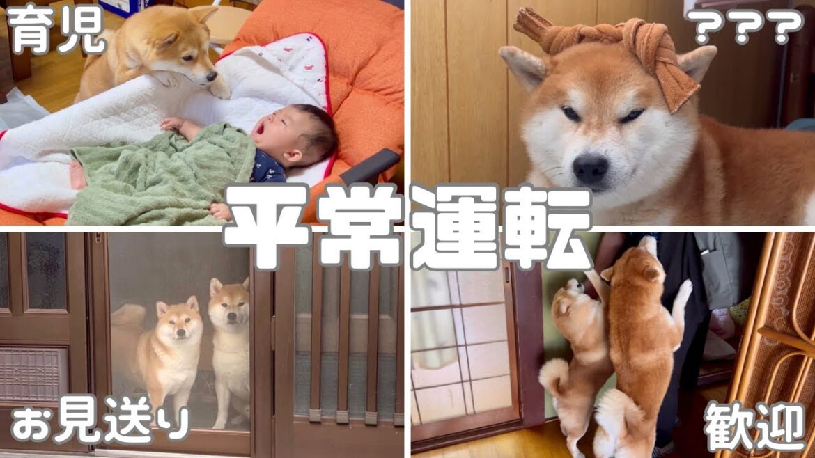 実家にも慣れ、お見送りも歓迎も赤ちゃんの世話も普段通りの柴犬