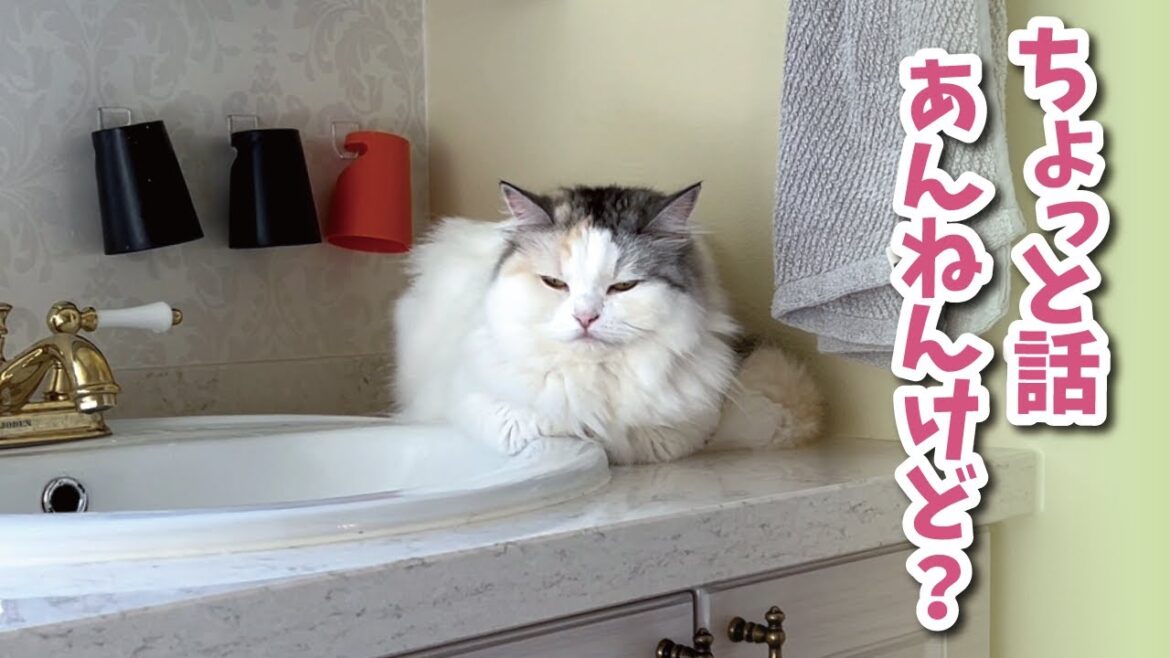 猫に注意しようとしたら逆にガチ説教されてしまいました…【関西弁でしゃべる猫】【猫アテレコ】 猫に注意しようとしたら逆にガチ説教されてしまいました…【関西弁でしゃべる猫】【猫アテレコ】