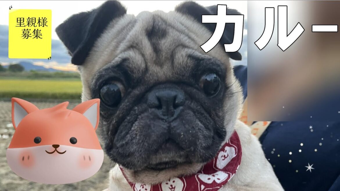 【里親募集】つぶらでウルルンな瞳♡人懐っこい♥カルー 犬 パグ 【里親募集】つぶらでウルルンな瞳♡人懐っこい♥カルー 犬 パグ