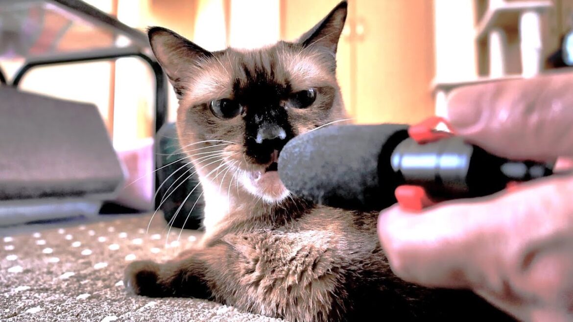 愛猫シャム猫のゴロゴロ音をマイクで拾ったら凄すぎた👂+αマイクインタビュー🎤 愛猫シャム猫のゴロゴロ音をマイクで拾ったら凄すぎた👂+αマイクインタビュー🎤