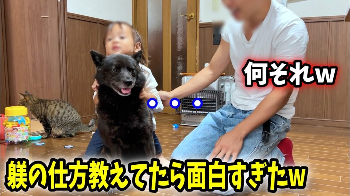 初めて甲斐犬のしつけ方法教えてたら・・・笑【甲斐犬一休と猫のしずく】