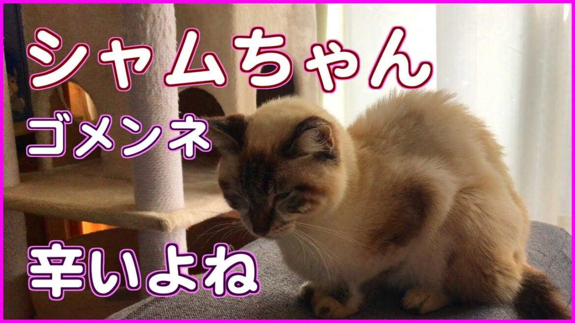 [保護猫シャムちゃんのその後2] ついにご飯を食べなくなりました😭　[レイちゃんちのネコvlog]