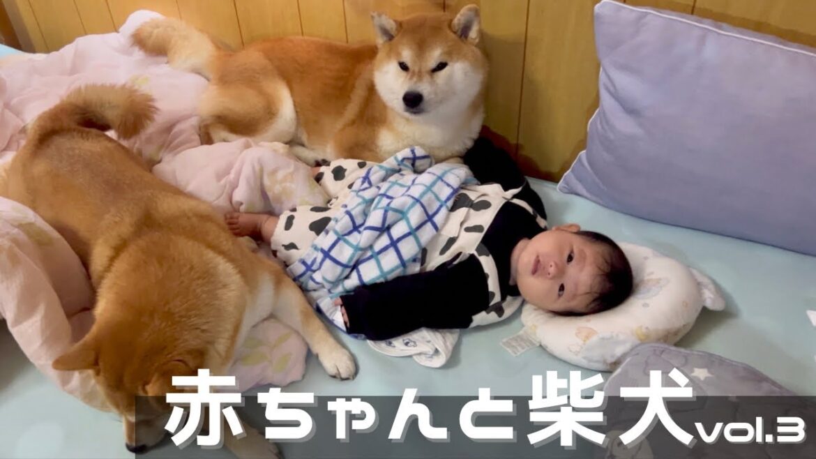 喃語を喋り始めた生後４ヶ月の赤ちゃんと柴犬達の日常