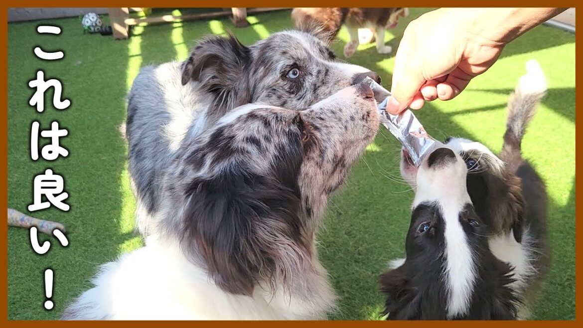 特別なおやつに群がるボーダーコリーたち😆愛犬・愛猫たちの健康のために朗報です！！