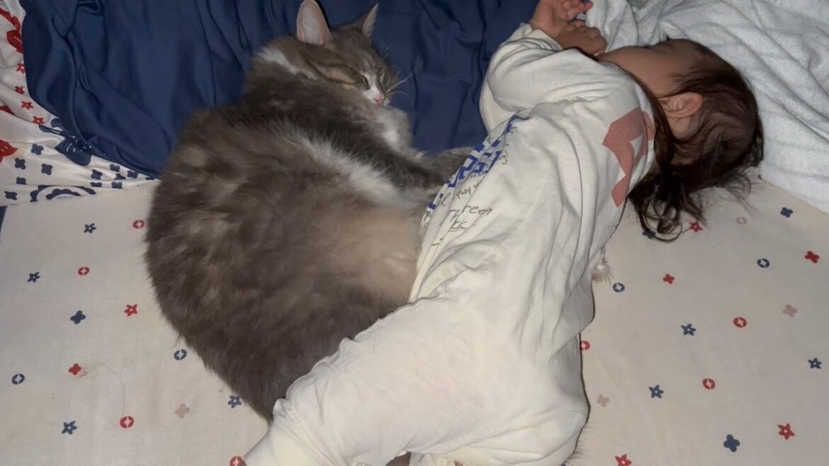 一歳児と並んで眠る猫　ノルウェージャンフォレストキャットCats sleeping side by side. Norwegian Forest Cat.