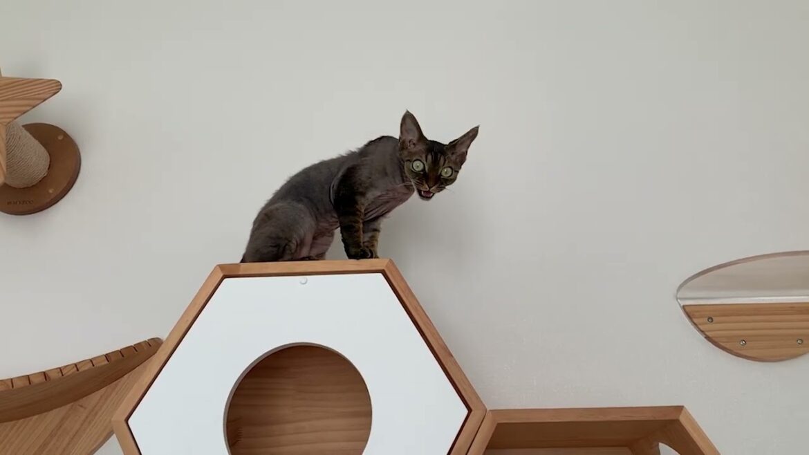 デボンレックス子猫は高い所で何を考えているのでしょう(What is Devon Rex kitten thinking of at high places?)