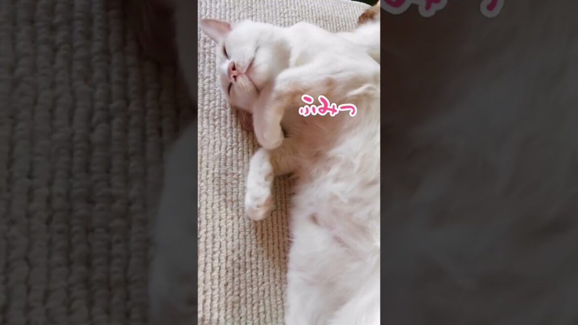 【ねこ動画】手がぴくぴくゆきちゃん🐱 #shorts #子猫 #猫のいる暮らし