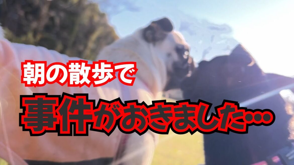 パグたちとの気持ちの良い散歩のはずが・・・pugパグ散歩